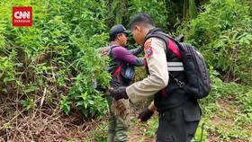 VIDEO: Polisi Sebut Ladang Ganja TNBTS Ditemukan September 2024