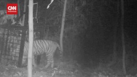 VIDEO: Harimau Sumatra Betina Dievakuasi dari HTI Pelalawan Riau