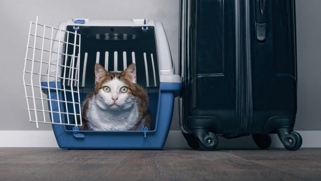 Lintas Pulau, Pemudik Bawa 'Anabul' ke Kampung Halaman Naik Motor