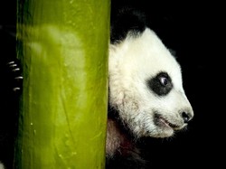 Jepang Kembalikan 2 Ekor Panda ke China