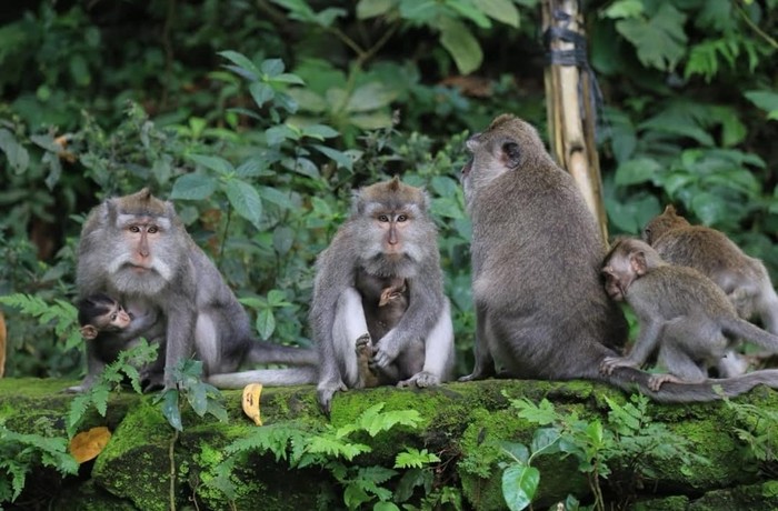 Monkey Forest Ubud disebut juga Mandala Suci Wenara Wana. Ini merupakan kawasan cagar alam dan kompleks candi yang terkenal di Padangtegal Ubud, Bali.