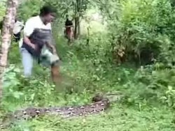Ular Piton 7 Meter Mati Ditebas Warga Usai Mangsa Sapi di Bolaang Mongondow