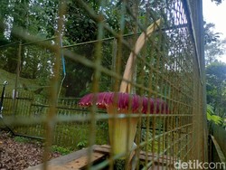 Bunga Bangkai di Kebun Raya Cibodas Mekar Jelang Lebaran