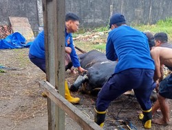Susah Payah Damkar Lamongan Evakuasi Sapi Beahmana Terperosok Kubangan Lumpur