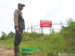 Cerita Solikin Cari Kroto Sembari Jaga Keseimbangan Alam di Tarakan