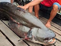 Fantastis! Warga Mempawah Tak Sengaja Dapat Ikan Tapah Seberat 75 Kg