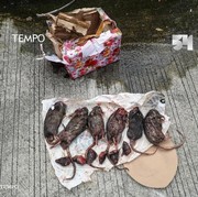Tempo Kembali Diteror dengan Kiriman 6 Ekor Bangkai Tikus yang Dipenggal
