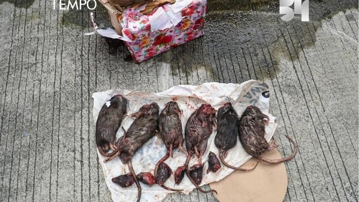 Tempo Kembali Diteror dengan Kiriman 6 Ekor Bangkai Tikus yang Dipenggal