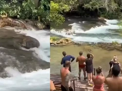 Kemunculan Anaconda Raksasa yang Bikin Turis Merinding