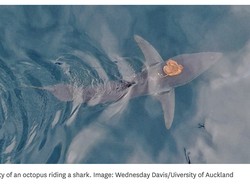 Simbiosis Macam Apa Ini? Gurita Laut Dalam Tunggangi Ikan Hiu Laut Terbuka
