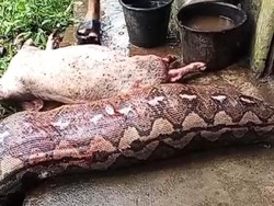 Serangan Ganas 2 Ular Piton di Bolmong Mangsa Sapi-Telan 3 Babi