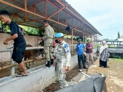 Pemkot Bima Razia Ternak Liar, Pemilik Wajib Bayar Tebusan