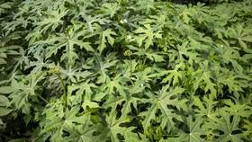Jaga Kesehatan Ginjal dengan Daun Gedi, Ini 7 Manfaatnya