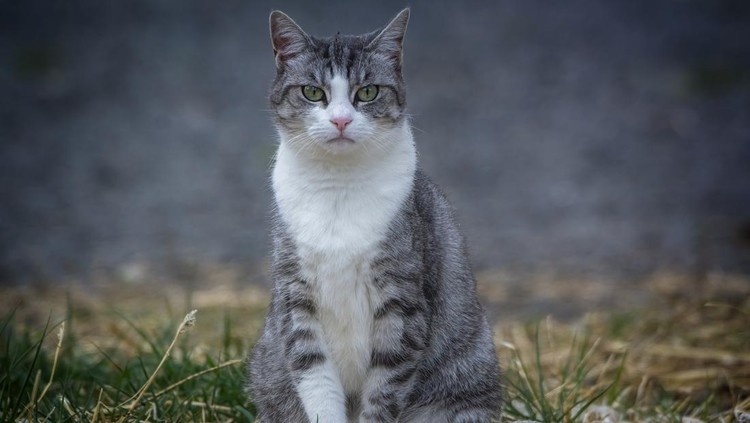 Domestic feline outdoors on the ground