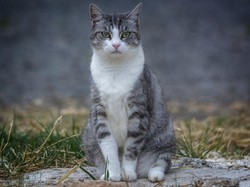 15 Bau yang Dibenci Kucing Liar, Ampuh untuk Usir Tanpa Menyakiti