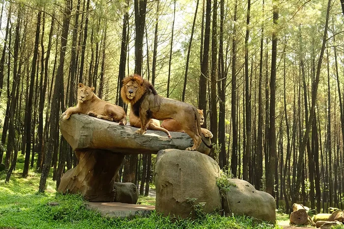 Taman Safari