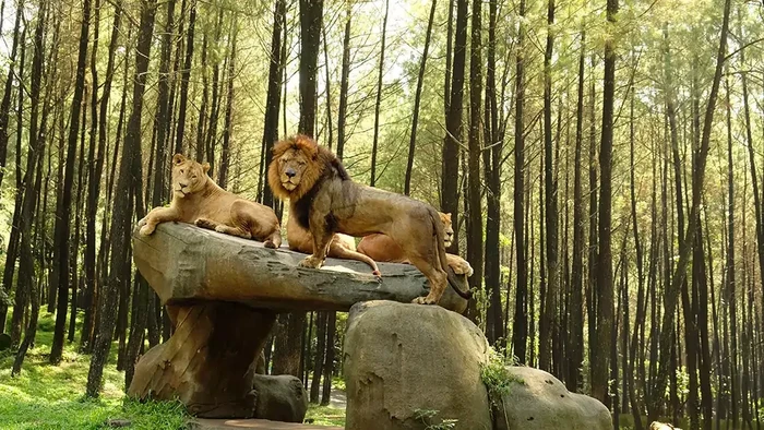 Taman Safari