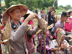 Kapolres Pasuruan Kota Panen Jagung Usai 5 Bulan Ditanam di Lahan Marjinal
