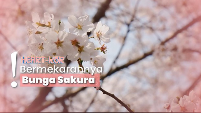 Lebaran-Liburan ke Korsel di Musim Semi, Nikmati Festival Cherry Blossom
