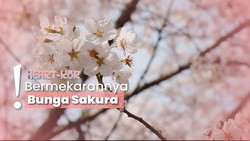 img-title Lebaran-Liburan ke Korsel di Musim Semi, Nikmati Festival Cherry Blossom