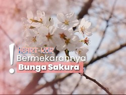 Lebaran-Liburan ke Korsel di Musim Semi, Nikmati Festival Cherry Blossom