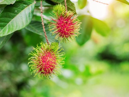 Pohon Rambutan Ternyata Merusak Fondasi Rumah, Ini Daftar Tanaman Perusak Bangunan