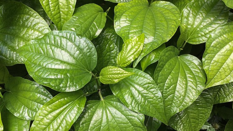 fresh betel leaf plant in garden. Top view.