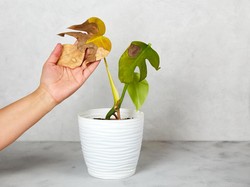 Buruan Cek! 5 Penyebab Daun Tanaman Menguning Meski Tersiram Air Hujan