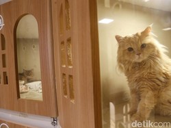 Peliharaan Ditinggal Mudik? Ini 5 Rekomendasi Pet Hotel di Surabaya