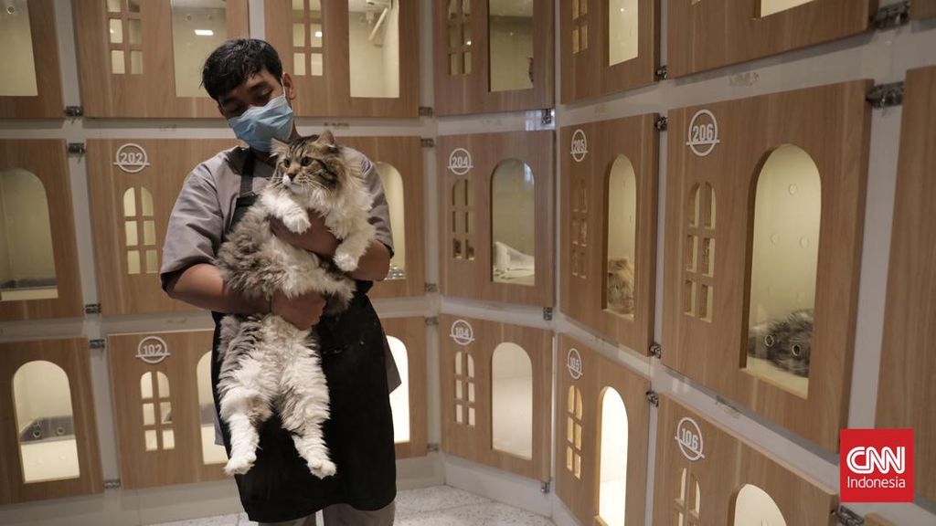 8 Tips Aman Tinggalkan Kucing di Rumah saat Mudik Lebaran