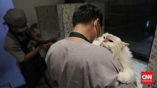 FOTO: Penitipan Kucing di Jakarta Penuh Menjelang Idul Fitri 1446 H