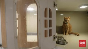 FOTO: Penitipan Kucing di Jakarta Penuh Menjelang Idul Fitri 1446 H