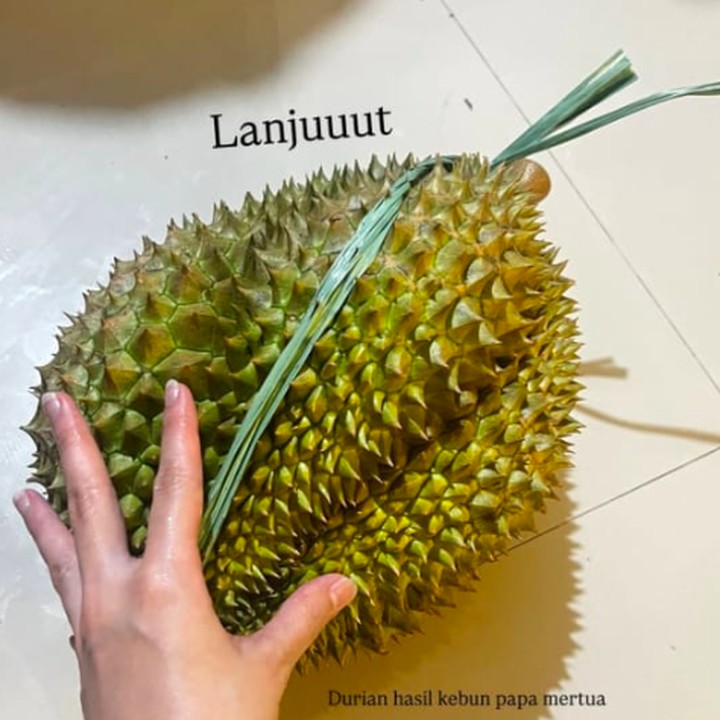 <p>Mengintip dari Instagram Stories-nya, Dinda juga berkesempatan untuk menyicipi buah durian langsung dari kebun sang mertua. Durian yang disantap ini terlihat berkali-kali lipat lebih besar daripada tangan Dinda, lho. (Foto: Instagram: @dindahw)</p>