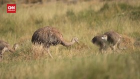 VIDEO: Pertama di Amerika Latin, 15 Rhea Langka Dipindahkan ke Chile