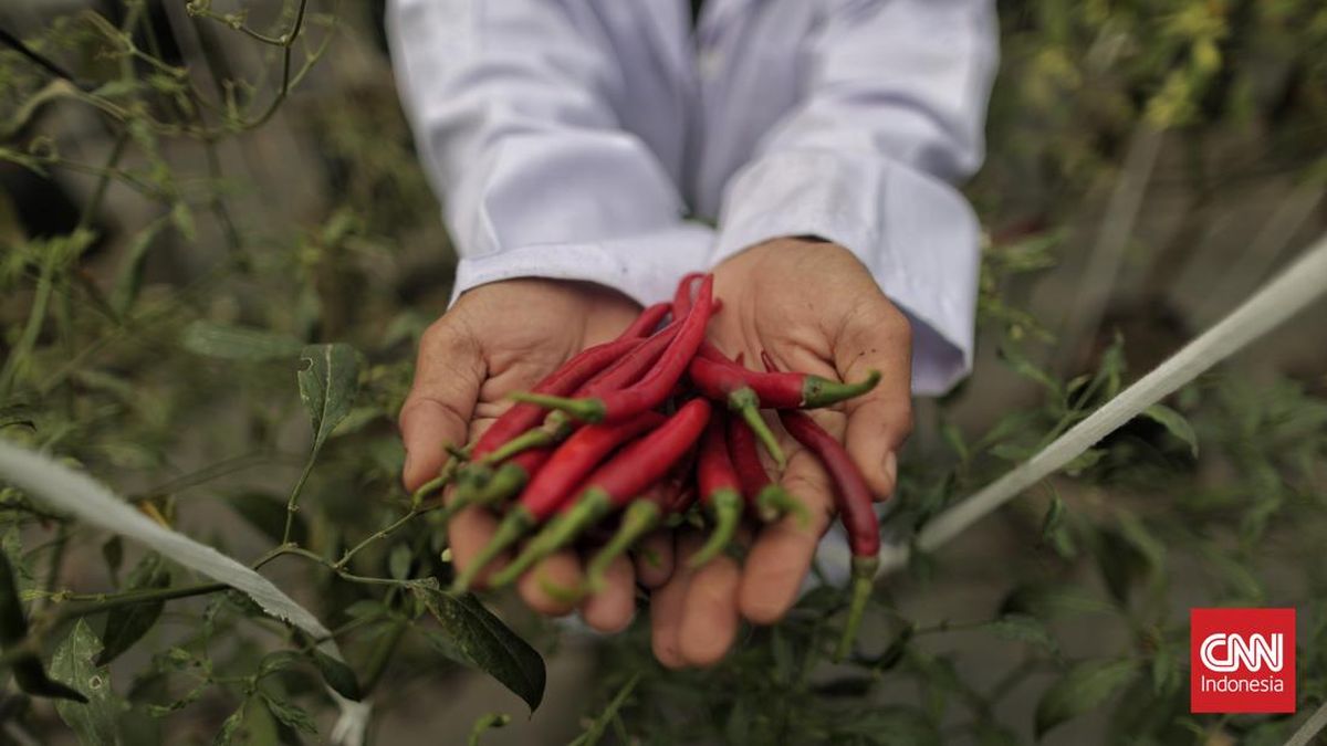 Harga Cabai Merah Meroket Rp100 Ribu per Kg di Medan Imbas Banjir