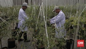 Pupuk Indonesia Perkuat Strategi Dukung Swasembada Pangan Nasional