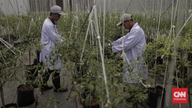 PT Pupuk Indonesia dukung swasembada pangan dengan meningkatkan produktivitas pertanian, Sistem i-Pubers pastikan distribusi pupuk tepat sasaran.