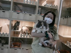 Video: Penitipan Kucing di Probolinggo Laris Manis Selama Libur Lebaran