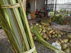 Usaha Musiman Janur Kelapa yang Menjanjikan