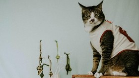 Sebelum 30: Sukses UMKM asal Garut Produsen Pakaian Kucing di Shopee