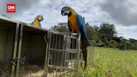 VIDEO: Brasil Lepasliarkan Burung Macaw Korban Perdagangan Ilegal