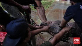 Tradisi Kebo Andil Depok, Warisan Gotong Royong Jelang Lebaran