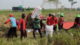 Tertinggi dalam 10 Tahun, Bulog Serap 725 Ribu Ton Gabah Petani