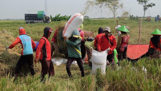 Penyerapan gabah mencapai lebih dari 725 ribu ton setara beras ini merupakan capaian tertinggi Bulog dalam periode Januari-Maret dalam 10 tahun terakhir.
