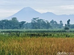 Gunung Semeru Erupsi Setinggi 700 Meter