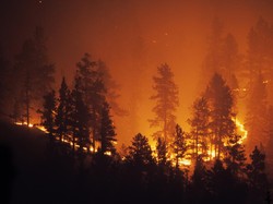 Kebakaran Hutan Bikin Israel Butuh Bantuan Internasional