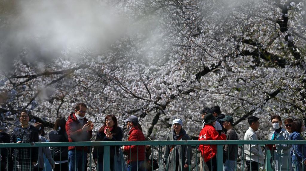 Gara-gara Turis 'Nakal', Festival Bunga Sakura di Jepang Batal Digelar