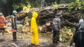 Pohon Tumbang Timpa Mobil dan Motor di Bogor, 2 Orang Terluka