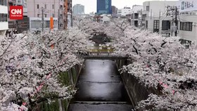 VIDEO: Berjalan di Bawah Mekar Sakura Sepanjang Sungai Meguro Tokyo