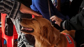 FOTO: Anjing Pelacak Bantu Pencarian Korban Gempa di Thailand